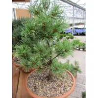 Baumschule Pinus parviflora Schoons Bonsai - Mädchenkiefer 30-40