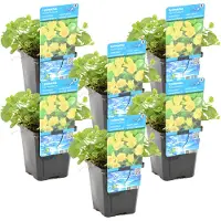 Herbie 6er Set - Lysimachia Nummularia - Münzkraut - Pfennigkraut - Teichpflanzen Winterhart - Wasserpflanzen - Zone 1-2 - Höhe 10-20 cm - Topf 9 cm