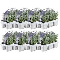Frank GmbH Blauer Duft-Lavendel 48 Lavendel Pflanze angustifolia - Lavendelpflanzen winterhart - echter lavendel - Gartenpflanzen - 48 x Ø7 cm - 15 cm