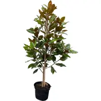 GRDplanten Magnolia grand. 'Little Gem' - Tulpen Magnolie 60- 80 cm - Container