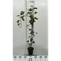 GRDplanten Hedera hibernica - Irische Efeu 80-100 cm | Topf