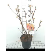 GRDplanten Physocarpus opulif. 'Amber Jubilee' - Blasenspiere 40- 60 cm - Container