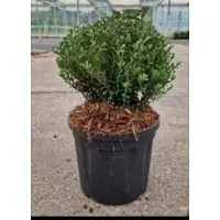 GRDplanten Ilex cren. 'Glorie Dwarf' - Japanische Stechpalme 20- 25 cm - Container