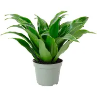 Flowerbox Drachenbaum Janet Craig - pflegeleichte Zimmerpflanze, Dracaena Deremensis Janet Craig - Höhe ca. 15 cm, Topf-Ø 6 cm