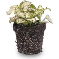 Urbanjngl Fittonia Pink Tiger - Mosaikpflanze