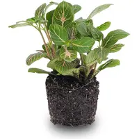 Urbanjngl Fittonia Joly Josan- Mosaikpflanze