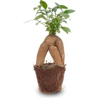 Urbanjngl Ficus microcarpa Ginseng Bonsai – ↑20 cm