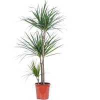 Value Greens Drachenbaum 3-Stamm - Dracaena marginata - ca. 115 cm hoch, Topf-Ø 21 cm