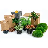 Urbanjngl Planten Terrarium Paket - Jungle 5 - Coffea - Varen - Palm - 2X Fittonia - Navulling & Starterpaket- Diy