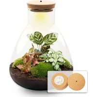 Urbanjngl Diy Terrarium - Sam Calathea mit Licht - 30 Cm