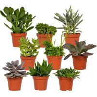 Hello Plants Succulent Sukkulenten Mix - 9 Stück - Ø 8,5 cm Topf - Höhe: 8.5 cm