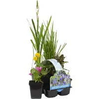 Herbie Bloomique - 6er Set - Blühende Teichpflanzen - Wasserpflanzen Miniteich - Zone 1 & 2 - Winterhart - Höhe 15-25 cm - Topf 9 cm