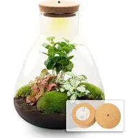 Urbanjngl Diy Terrarium - Sam Coffea Met Lampe - 30 Cm