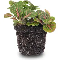 Urbanjngl Fittonia Bubble Red - Mosaikpflanze