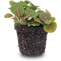 Urbanjngl Fittonia Bubble Red - Mosaikpflanze
