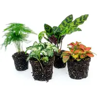 Urbanjngl Pflanzenset - Lancifolia - 4 Pflanzen - Calathea Lancifolia - Spargel - Rote & weiße Fittonia