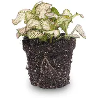 Urbanjngl Fittonia Pink Tiger - Mosaikpflanze