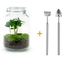 Urbanjngl Diy Terrarium - Gefäß - Coffea Arabica - ↕ 28 Cm