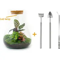 Urbanjngl Diy Terrarium - Sam Calathea mit Licht - ↕ 30 Cm