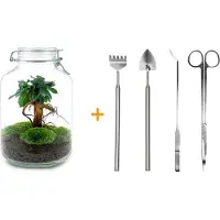 Urbanjngl Diy Terrarium - Ficus Ginseng Bonsai - ↕ 28 Cm