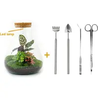 Urbanjngl Diy Terrarium - Sam Calathea mit Licht - ↕ 30 Cm