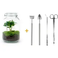 Urbanjngl Diy Terrarium - Gefäß - Coffea Arabica - 28 Cm