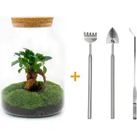 Urbanjngl Diy Terrarium - Milky Met Bonsai - 30 Cm + Rsts