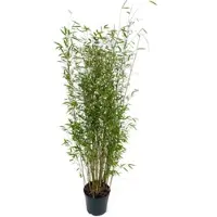 Bambus börse Bambusbörse Bambus Fargesia Denudata Xian2 7,5 Liter Höhe 100 - 125 cm