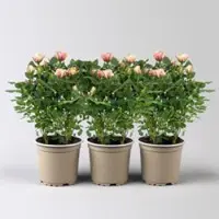 Pflanzen-Kölle Rose 'Gosia', peach-gelb, Topf-Ø 10,5 cm, 3 Pflanzen