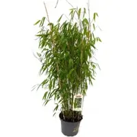 Bambus börse Bambusbörse Bambus Fargesia Ivory Ibis 7,5 Liter Höhe 80 - 100 cm