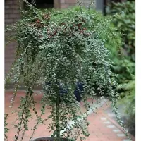 Die Nr-01.de Hochstamm Zwergmispel Coral Beauty 60-80cm - Cotoneaster dammeri