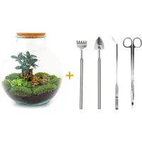 Urbanjngl Diy Terrarium - Bolder Bob Bonsai - 30 Cm