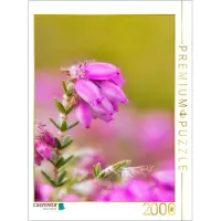 CALVENDO Puzzle Torfheide (Erica tetralix) | 2000 Teile Lege-Größe 90x67cm Foto-Puzzle für glückliche Stunden