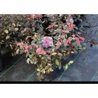 GRDplanten Loropetalum chin. 'Fire Dance' - Riemenblüte Fire Dance 20- 25 cm - Container