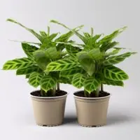 Pflanzen-Kölle Calathea zebrina, Topf-Ø 14 cm, Höhe ca. 35-45 cm, 2 Pflanzen