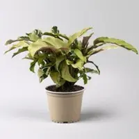 Pflanzen-Kölle Calathea 'Fusion Yellow', Topf-Ø 14 cm, Höhe ca. 30 cm