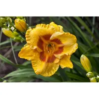 Pflanzen für Dich Hemerocallis x cult. 'Fooled Me', Taglilie, gelb-rot, ca. 11x11 cm Topf