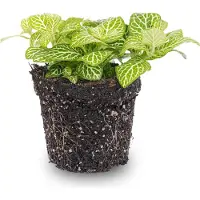 Urbanjngl Fittonia Joly Lemon- Mosaikpflanze