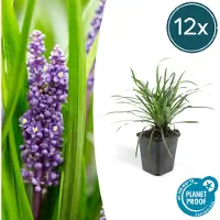 Exotenherz Glöckchentraube Liliengras Liriope Muscari Moneymaker 9cm Topf Set mit 12 Pflanzen