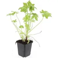 Exotenherz Bodendecker Südeuropäischer Felsen Storchschnabel Geranium Macrorrhizum 9cm Topf Set Mit 12 Pflanzen