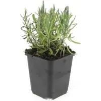 Exotenherz Lavendel Pflanze Lavandula Angustifolia Munstead Echter Lavendel 9cm Topf Set mit 60 Pflanzen