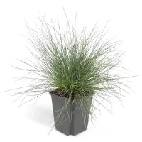 Exotenherz Ziergras Blauschwingelgras Festuca Glauca Elijah Blue 9cm Topf Set mit 6 Pflanzen