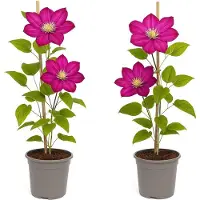 Exotenherz - Kletterpflanzen - Clematis Ville de Lyon - 2er Set - 11cm Topf