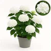 Exotenherz - Hortensia - Hydrangea Forever & Ever - Weiß - 7-12 Blühten - 23cm Topf