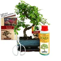 Exotenherz Bonsai-Set „Ulmus“ – Chinesische Ulme – ca. 6 Jahre alt – Einsteiger-Set