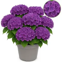 Exotenherz - Hortensia - Hydrangea Forever & Ever - Lila - 7-12 Blühten - 23cm Topf