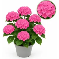 Exotenherz - Hortensia - Hydrangea Forever & Ever - Rosa - 7-12 Blühten - 23cm Topf