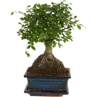 Herbie Bloomique - Bonsai Zelkova - Kugelform - Bonsai-Baum - Zimmerpflanzen - Höhe 20-30 cm - 15 cm breit - inklusive Keramiktopf und Schale