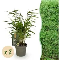 Exotenherz Bambus Fargesia Rufa Grün 2er Set 14cm Topf Höhe 35cm