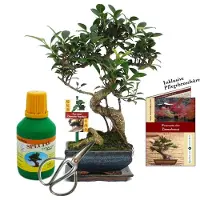 Exotenherz Geschenkset Bonsai "Ficus" - Chinesischer Feigenbaum - ca. 6 Jahre alt - Anfänger-Set